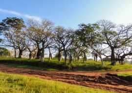 Lais Puzzle - Schöne Seidenraupenbäume im Juan Domingo Peron Park (Paso de los libres, Argentinien) - 100, 200, 500, 1.000 & 2.000 Teile