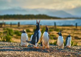Lais Puzzle - Die Pinguinkolonie auf der Insel im Beagle-Kanal. Argentinisches Patagonien. Ushuaia - 1.000 Teile