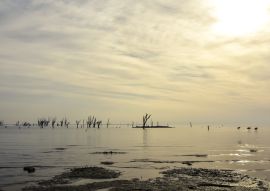 Lais Puzzle - Sonniger Nachmittag in Miramar, Cordoba, Argentinien, mit Flamingos und versteinerten kahlen Bäumen in der Landschaft - 100, 200, 500, 1.000 & 2.000 Teile