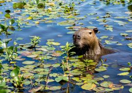 Lais Puzzle - Ein Wasserschwein streckt seinen Kopf aus dem mit Pflanzen bewachsenen Wasser des Ibera-Feuchtgebiets (Esteros del Ibera) in der Nähe des Dorfes Colonia Carlos Pellegrini in der Provinz Corrientes im Norden Argentiniens. - 100, 200, 500...