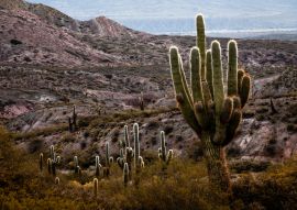 Lais Puzzle - Nationalpark Los Cardones, Salta, Argentinien - 100, 200, 500, 1.000 & 2.000 Teile