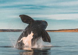 Lais Puzzle - Südlicher Glattwal, Sprungverhalten, Puerto Madryn, Patagonien, Argentinien - 100, 200, 500, 1.000 & 2.000 Teile