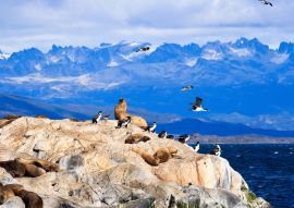 Lais Puzzle - Pinguine und Seelöwen in Tierra del Fuego Ushuaia Argentinien - 100, 200, 500, 1.000 & 2.000 Teile