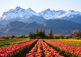 Lais Puzzle - Ansicht eines Tulpenfeldes vor schneebedeckten Anden und klarem Himmel in Trevelin, Patagonien, Argentinien - 100, 200, 500, 1.000 & 2.000 Teile