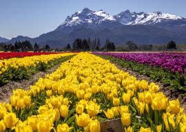 Lais Puzzle - Tulpenfeld in Trevelin, Chubut, Argentinien - 100, 200, 500, 1.000 & 2.000 Teile