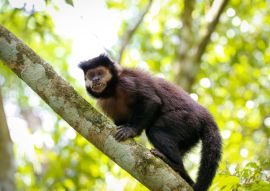 Lais Puzzle - Kapuzineraffe, der auf einen Baumstamm klettert, vor hellem Naturhintergrund, zur Kamera gewandt, Iguazu, Misiones, Argentinien - 100, 200, 500, 1.000 & 2.000 Teile