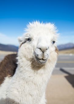 Lais Puzzle - Lama in Nahaufnahme in den Höhenlagen von Tucumán, Argentinien - 1.000 Teile