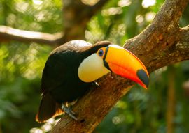 Lais Puzzle - Der Toco-Tukan sitzt im Freien auf einem Ast und lehnt sich nach vorne, wobei er seinen riesigen orange-gelben Schnabel mit einem bläulichen Fleck zeigt. Misiones Argentinien - 100, 200, 500, 1.000 & 2.000 Teile