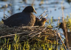 Lais Puzzle - Weißes Blässhuhn in seinem Nest mit Küken, La Pampa, Argentinien - 100, 200, 500, 1.000 & 2.000 Teile