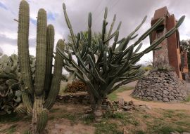 Lais Puzzle - Drei Arten von Kaktuspflanzen im Park der Stadt San Fernando del Valle de Catamarca - 100, 200, 500, 1.000 & 2.000 Teile