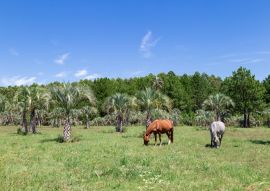 Lais Puzzle - Zwei Pferde grasen auf einer Wiese in der Nähe von Colon, Entre Rios, Argentinien. Ländliche Landschaft mit Palmen - 100, 200, 500, 1.000 & 2.000 Teile
