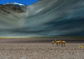 Lais Puzzle - Vicuñas in der Nähe des Paso de San Francisco und der Gipfel des Vulkans Incahuasi, Catamarca, Argentinien - 100, 200, 500, 1.000 & 2.000 Teile