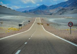 Lais Puzzle - Vicuñas beim Überqueren der Panoramastraße durch die Puna zum Bergpass Paso de San Francisco, Provinz Catamarca, Argentinien - 100, 200, 500, 1.000 & 2.000 Teile