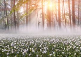 Lais Puzzle - Narzissen bei Sonnenaufgang. Tal der Narzissen, Ukraine - 100, 200, 500, 1.000 & 2.000 Teile