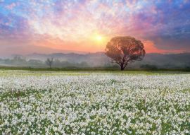 Lais Puzzle - Narzissen bei Sonnenaufgang. Eine lebende Legende der Unterkarpaten ist ein erstaunliches Phänomen - Narzissenblüten, Ukraine - 100, 200, 500, 1.000 & 2.000 Teile