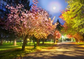 Lais Puzzle - Ukrainische Sakura in den Karpaten - 100, 200, 500, 1.000 & 2.000 Teile