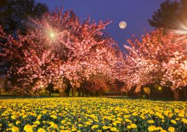 Lais Puzzle - Ukrainische Sakura in den Karpaten - 100, 200, 500, 1.000 & 2.000 Teile