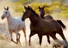 Lais Puzzle - Pferde - 100, 200, 500 & 1.000 Teile