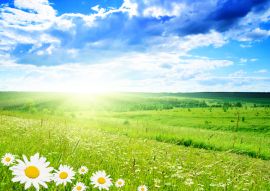 Lais Puzzle - Gänseblümchenfeld - 100, 200, 500 & 1.000 Teile