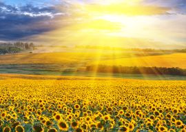 Lais Puzzle - Sonnenuntergang über dem Feld - 100, 200, 500 & 1.000 Teile