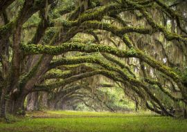 Lais Puzzle - Eichenallee Charleston SC Plantage Eichenwald - 100, 200, 500 & 1.000 Teile