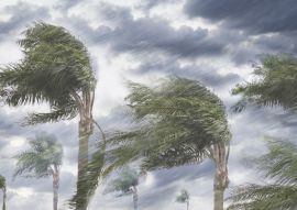 Lais Puzzle - Regen und Sturmwinde blasen Bäume - 100, 200, 500 & 1.000 Teile