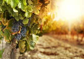 Lais Puzzle - Weinberge bei Sonnenuntergang - 100, 200, 500 & 1.000 Teile