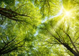 Lais Puzzle - Sonne leuchtet durch Baumkronen - 100, 200, 500 & 1.000 Teile