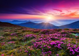 Lais Puzzle - Blumen - 100, 200, 500 & 1.000 Teile