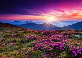 Lais Puzzle - Blumen - 1.000 Teile