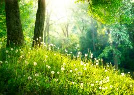 Lais Puzzle - Frühling Natur. Schöne Landschaft. Grünes Gras und Bäume - 100, 200, 500 & 1.000 Teile
