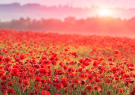 Lais Puzzle - rotes Mohnfeld im Morgennebel - 100, 200, 500 & 1.000 Teile