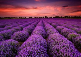 Lais Puzzle - Atemberaubende Landschaft mit Lavendelfeld bei Sonnenuntergang - 100, 200, 500 & 1.000 Teile