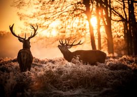 Lais Puzzle - Rothirsch in der Morgensonne - 500 & 1.000 Teile