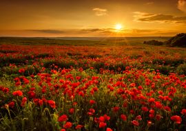 Lais Puzzle - Mohnfeld bei Sonnenuntergang - 100, 200, 500 & 1.000 Teile