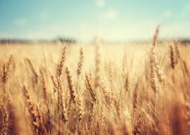 Lais Puzzle - goldenes Weizenfeld und sonniger Tag - 100, 200, 500 & 1.000 Teile