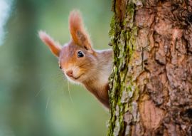 Lais Puzzle - Neugieriges rotes Eichhörnchen späht hinter dem Baumstamm - 500 & 1.000 Teile