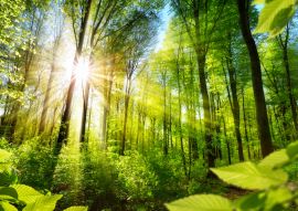 Lais Puzzle - Sonnenbeschienene Laubbäume im Wald - 100, 200, 500 & 1.000 Teile