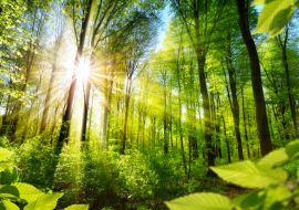 Lais Puzzle - Sonnenbeschienene Laubbäume im Wald - 1.000 Teile