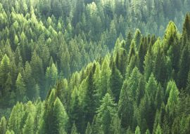 Lais Puzzle - Gesunde grüne Bäume in einem Wald aus alten Fichten, Tannen und Kiefern - 100, 200, 500 & 1.000 Teile