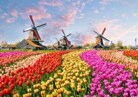 Lais Puzzle - Landschaft mit Tulpen in Zaanse Schans, Niederlande, Europa - 100, 200, 500 & 1.000 Teile
