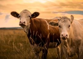 Lais Puzzle - Kühe im Sonnenuntergang - 500 & 1.000 Teile