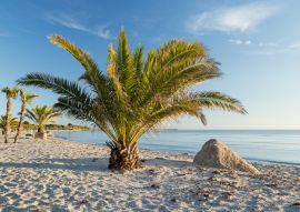 Lais Puzzle - Palmenstrand an der dänischen Küste in Frederikshavn - 100, 200, 500 & 1.000 Teile