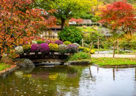 Lais Puzzle - Сhrysanthemum (auch bekannt als goldene Gänseblümchen) auf einer Brücke im Japanischen Garten von Hasselt, Belgien - 100, 200, 500 & 1.000 Teile
