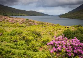 Lais Puzzle - Killary Harbour, Irland - 100, 200, 500 & 1.000 Teile