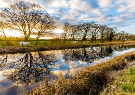 Lais Puzzle - Pferde auf dem Grand Canal, Irland - 100, 200, 500 & 1.000 Teile