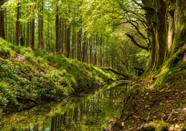 Lais Puzzle - Schöne grüne Bäume, die sich in einem kleinen Fluss spiegeln, der durch den Wald fließt. Frühlingslandschaft in Russeltown Wood, Grafschaft Wicklow, Irland - 100, 200, 500 & 1.000 Teile