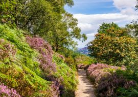 Lais Puzzle - Wanderweg durch üppiges lila Heidekraut und Farn an einem warmen, sonnigen Sommertag. Wicklow Mountains Way-Weg durch dichte Vegetation zum Maulin-Gipfel in den Wicklow Mountains, Irland - 100, 200, 500 & 1.000 Teile