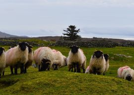 Lais Puzzle - Schafherde im Connemara-Nationalpark, Grafschaft Galway, Irland - 100, 200, 500 & 1.000 Teile