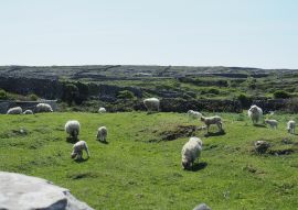 Lais Puzzle - Aran-Insel, Irland, Schaf - 100, 200, 500 & 1.000 Teile